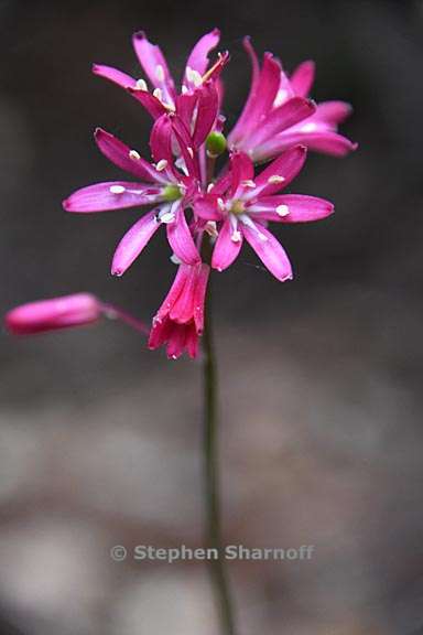 clintonia andrewsiana 2 graphic